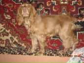 Игорь Горох фотография #22 (источник - https://vk.com/id6322143)