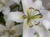 Олег Літвін фотография #43 (источник - https://vk.com/id167122010)