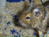 Лена Ильина фотография #30 (источник - https://vk.com/id8236219)