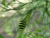 Max Shultz фотография #39 (источник - https://vk.com/id9620287)