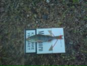 Александр Гладких фотография #15 (источник - https://vk.com/id2987325)