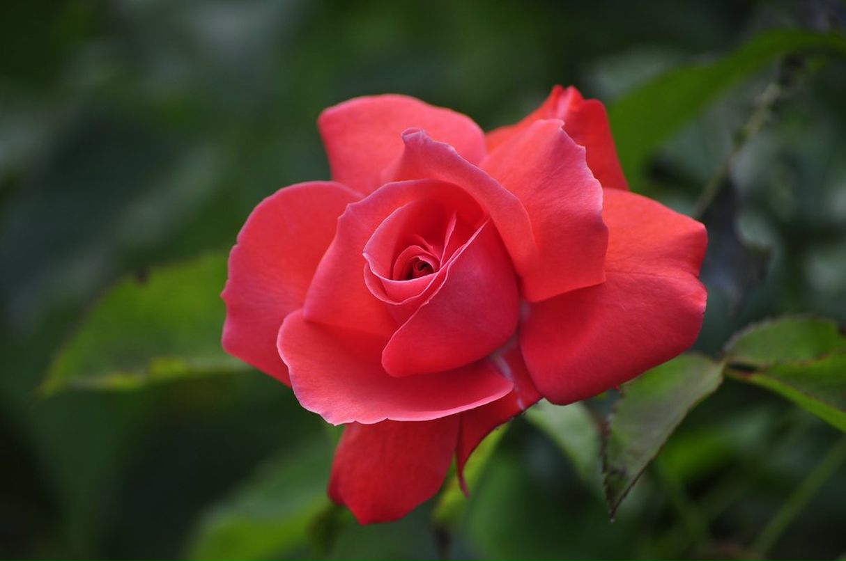 Dmitry Tolstenko фотография #29