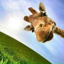 Фотография Никитин Валерий