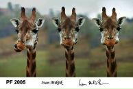 Фотография Петрова Алексея