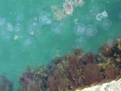 Анастасія Свинчук фотография #33 (источник - https://vk.com/id7102780)