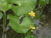 Ралука Каплеску фотография #11 (источник - https://vk.com/id69611341)