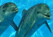 Лена >_< фотография #31 (источник - https://vk.com/id4398824)