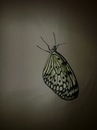 ..::катюша ::.. фотография #19 (источник - https://vk.com/id126129844)