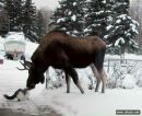 Адріана Андре фотография #45 (источник - https://vk.com/id131945012)