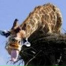 Фотография Шабанов Антон