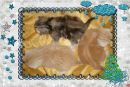 Фотография Сулиной Светланы