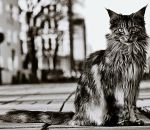 Фотография Лысоконь Анастасии