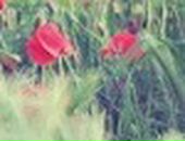 Вікторія Свирид фотография #15 (источник - https://vk.com/id89276452)