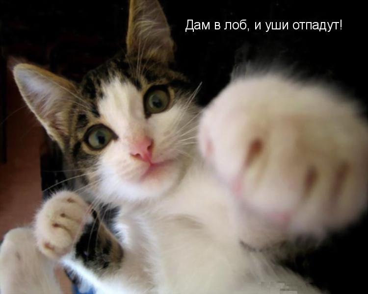 Дмитрий Кошкин фотография #49