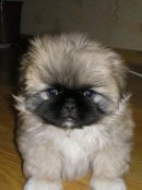 Елена Елена фотография #19 (источник - https://vk.com/id780144)