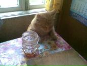 Леонид Асеев фотография #42 (источник - https://vk.com/id62352)