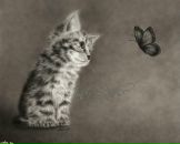 Фотография Zelenitsina Julia