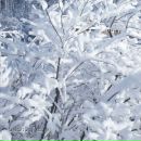 Ілонка Вихопень фотография #12 (источник - https://vk.com/id138294509)