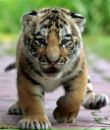 Фотография Костунова Ильи