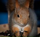 Фотография Гергеля Константина