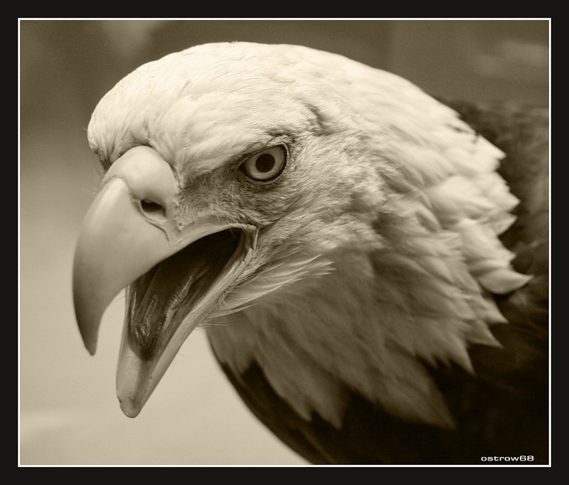 Базыр Дамбаев фотография #36