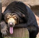 Фотография Пирожкова Артема