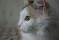 Фотография Рокитян-Ракитинской Екатерины