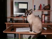 Фотография Ахметгалеева Раяна