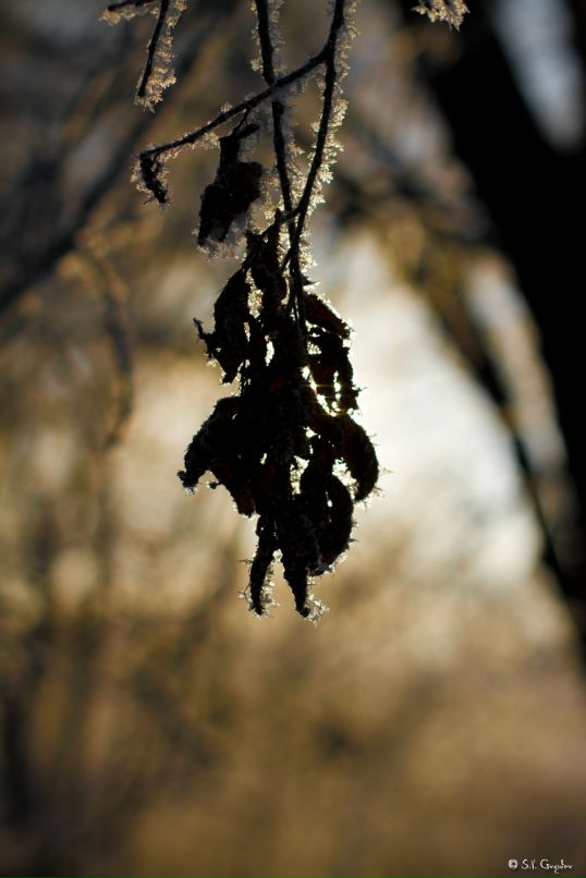 Сергей Гвоздев фотография #46