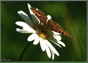 Оксана Олійник фотография #42 (источник - https://vk.com/id62631895)