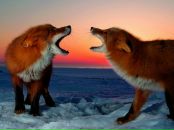 Фотография Игоревны Натальи