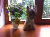 Фотография Karapetyan Tony