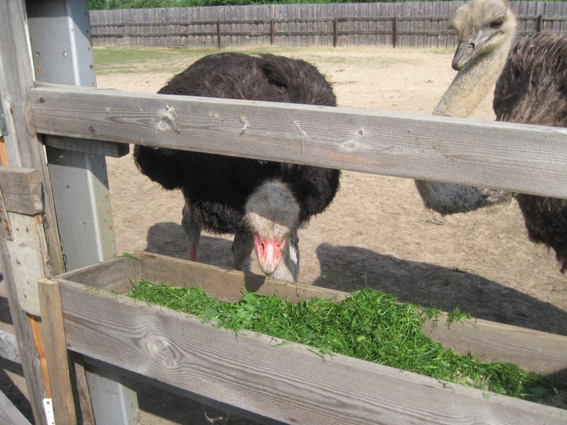 Наталья Гринёва фотография #22