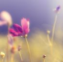 Юрій Гнатенко фотография #33 (источник - https://vk.com/id157707344)