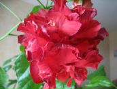 Фотография Габрусёнок Елены