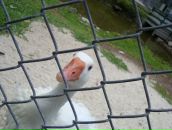 Фотография Zabolotnov Tim