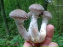 Гріша Житарюк фотография #38 (источник - https://vk.com/id157942509)