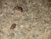 Андрій Іваніцький фотография #37 (источник - https://vk.com/id40242982)