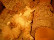 Фотография Кондракова Ивана