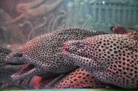 Anton Vorobyev фотография #16 (источник - https://vk.com/id428673)