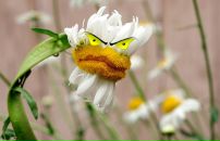 Фотография Петрова Павла