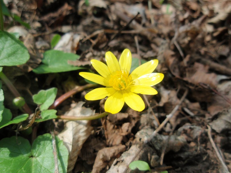 Di Mas фотография #18