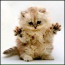 Фотография Алексеевой Лены