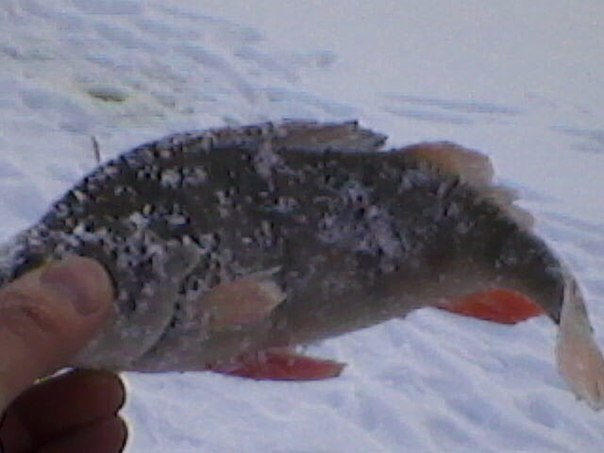 №20, Руслан Алексеев №20, Руслан Алексеев