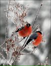 Вася Білоус фотография #36 (источник - https://vk.com/id134298219)