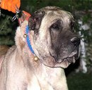 Murat Adji фотография #13 (источник - https://vk.com/id160019661)