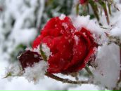 Фотография Анисимовой Любавы