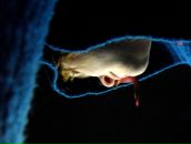 Фотография Якович Яэли