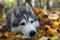 Фотография Нестеренко Алексея