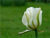 Фотография Давиденко Галины